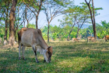 İnekler alanında çim yeme