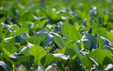 Çin kale bahçede dikildi