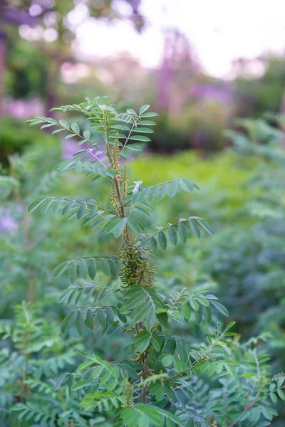 Bahçe tinctoria indigofera. Buket çiçekler m için kullanılır