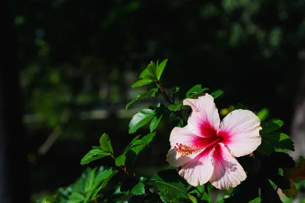 Primer plano de la flor de Chaba (hibisco) en floración con la hoja en el —  Fotos de Stock