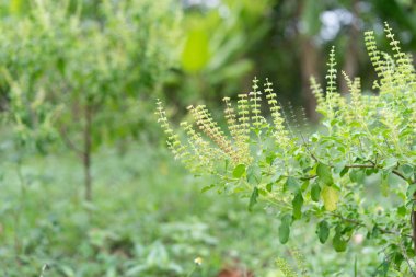 Bahçedeki kutsal fesleğen