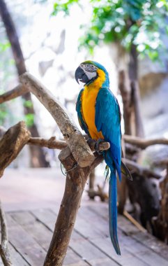 Hayvanat bahçesinde mavi-sarı Macaw papağan