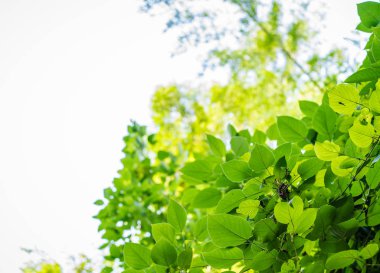 sabah güneş ışığı ile yeşil yaprak