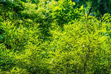 sabah güneş ışığı ile yeşil yaprak