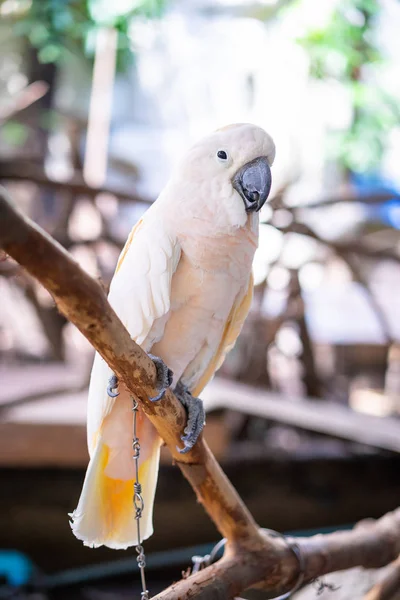 White macaw parrot in the zoo — Stock Photo, Image