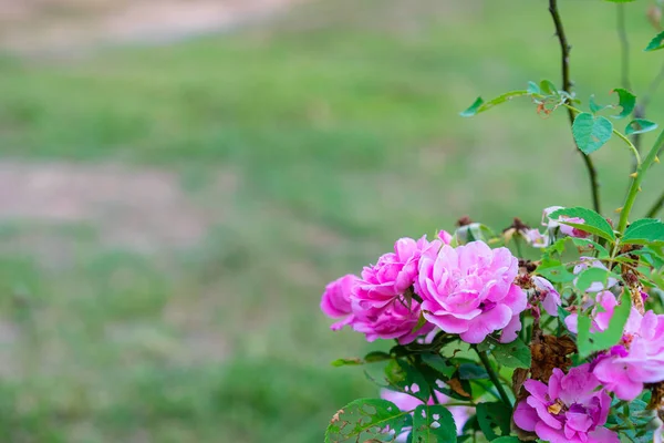 Close up de rosa rosa no jardim — Fotografia de Stock