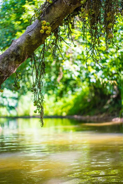 The common fig or ficus carica on tree near river — Stock Photo, Image