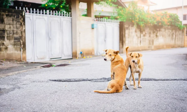 Две собаки стоят на дороге — стоковое фото