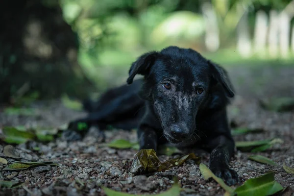 Чёрная собака лежит на земле — стоковое фото