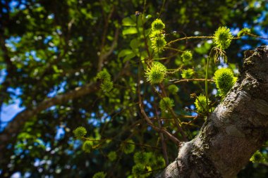 bahçede ağaç üzerinde küçük rambutan