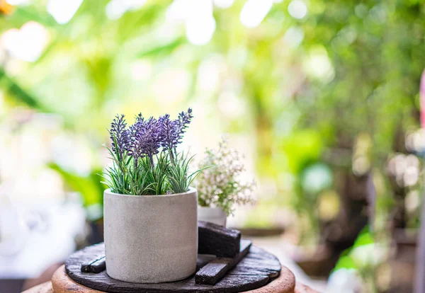 Purple flower in the pot on classic wood — Stock Photo, Image