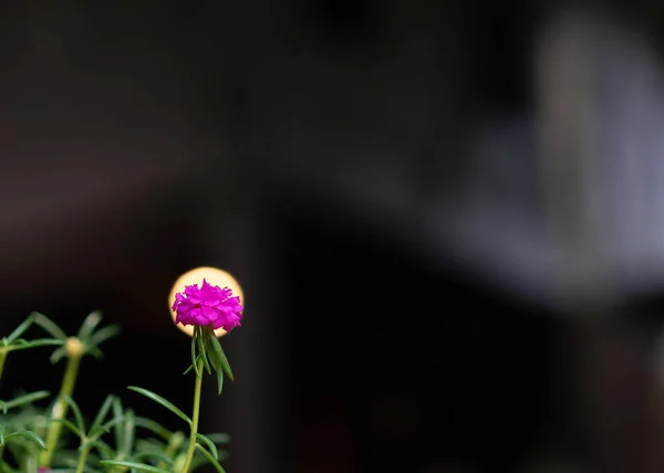 Bliska kwiat Portulaca z tłem lampy — Zdjęcie stockowe