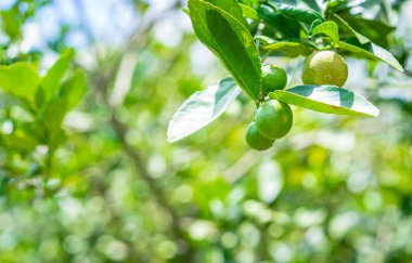 Bahçedeki ağaçta yeşil limon, mükemmel C vitamini kaynağı.