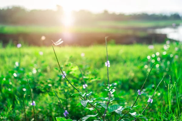 Dragonfly on the grass flower in the green field with sunlight