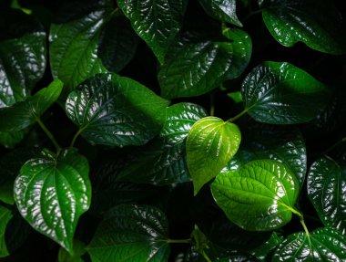 Vahşi Betel Yaprakları ya da Chaplo yaprakları bahçeye yakın, Tayland bitkileri