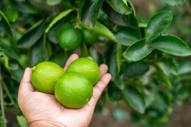 Bahçede taze yeşil limonlar