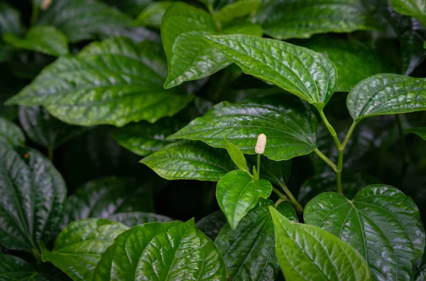 Primer Plano Hojas Betel Silvestre Chaplo Jardín Hierbas Tailandesas — Foto de Stock