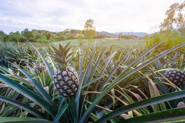 Owoce Tropikalne Ananasa Rosnące Ogrodzie Tłem Górskim Obrazy Stockowe bez tantiem