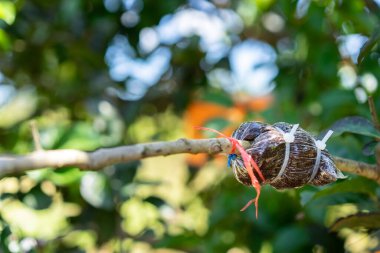Bahçedeki bir ağacın dalına aşılamak