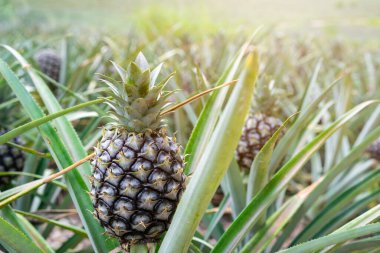 Bahçede güneş ışığıyla büyüyen ananas tropikal meyvesi
