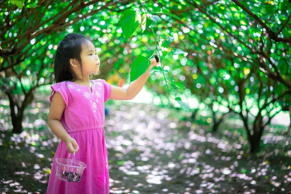 Little Asian Girl Collect Mulberry Fruit Garden — Stock Photo, Image