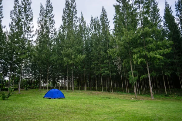 Camping and tent  with pine tree background in nature park