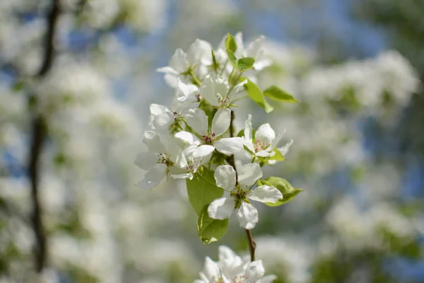 Flieder Pflanzen Blume Sommer Hitze Zweig Blätter Wachsende Botanische Gärten — Stockfoto