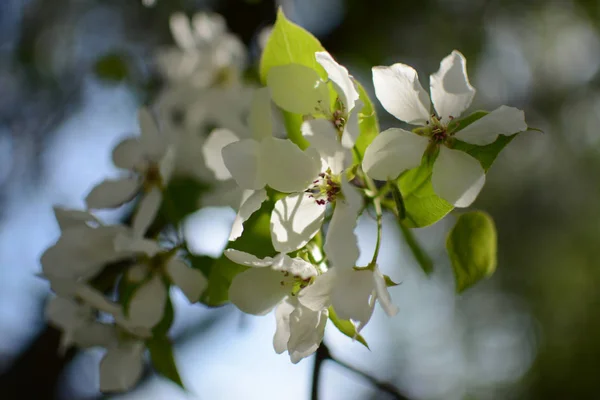 Flieder Pflanzen Blume Sommer Hitze Zweig Blätter Wachsende Botanische Gärten — Stockfoto