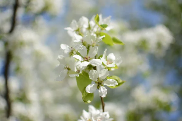 Flieder Pflanzen Blume Sommer Hitze Zweig Blätter Wachsende Botanische Gärten — Stockfoto