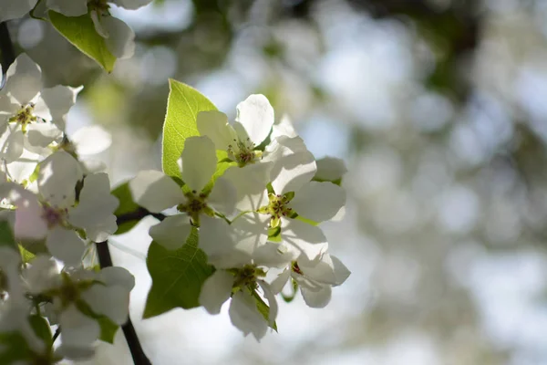 Flieder Pflanzen Blume Sommer Hitze Zweig Blätter Wachsende Botanische Gärten — Stockfoto