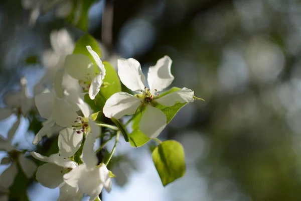 Flieder Pflanzen Blume Sommer Hitze Zweig Blätter Wachsende Botanische Gärten — Stockfoto