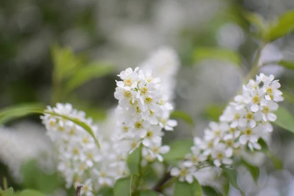Liliowy Roślin Kwiat Lato Ciepła Oddział Liście Rośnie Botaniczne Ogrody — Zdjęcie stockowe