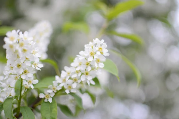 Flieder Pflanzen Blume Sommer Hitze Zweig Blätter Wachsende Botanische Gärten — Stockfoto