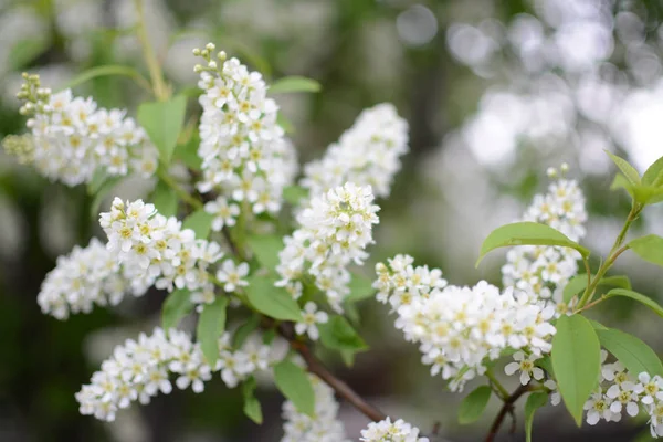 Flieder Pflanzen Blume Sommer Hitze Zweig Blätter Wachsende Botanische Gärten — Stockfoto