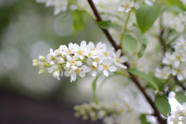 Lilás Plantas Flor Verão Calor Galho Folhas Crescente Botânico Jardins — Fotografia de Stock