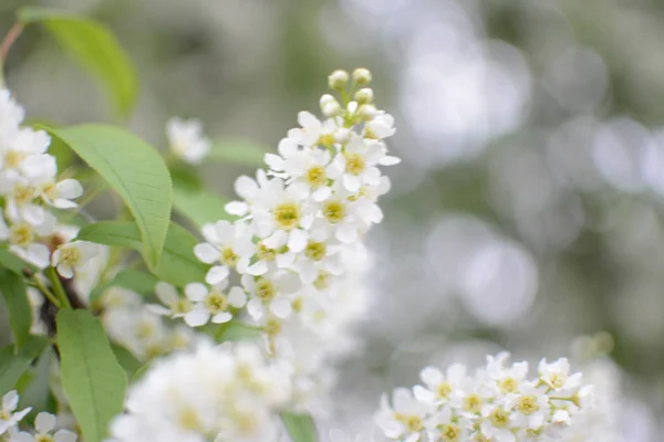 Flieder Pflanzen Blume Sommer Hitze Zweig Blätter Wachsende Botanische Gärten — Stockfoto