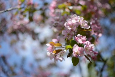  Blumen hintergrund. Postkarte schn