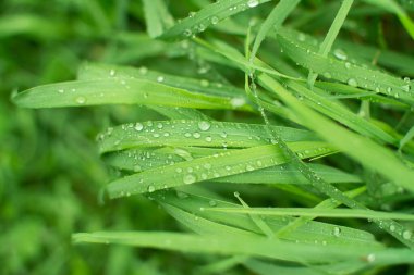 Metin veya resim için panoramik yeşil çimen arkaplanı bırakır