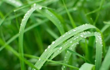Metin veya resim için panoramik yeşil çimen arkaplanı bırakır