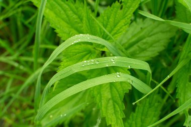 Metin veya resim için panoramik yeşil çimen arkaplanı bırakır