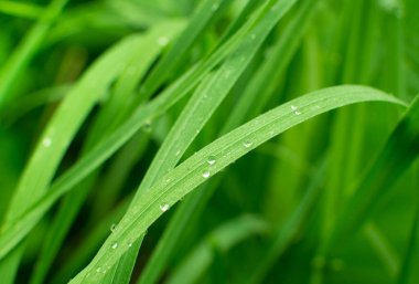 Metin veya resim için panoramik yeşil çimen arkaplanı bırakır