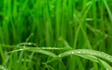 Metin veya resim için panoramik yeşil çimen arkaplanı bırakır