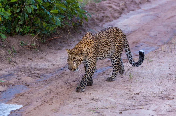 Ciekawy Leopard badając strumień wody. — Zdjęcie stockowe