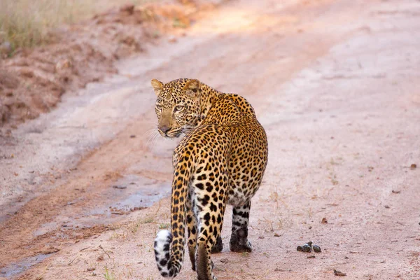 Un curioso leopardo investigando un arroyo de agua . — Foto de Stock