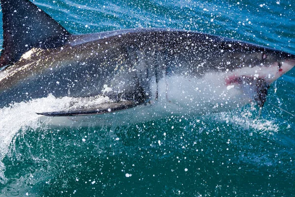 Büyük bir beyaz köpekbalığı avını yakalamak için yüzeye çıkıyor.