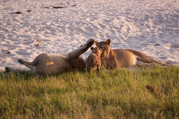 Lionesses gry z ich Cubs Chobe National Park — Zdjęcie stockowe