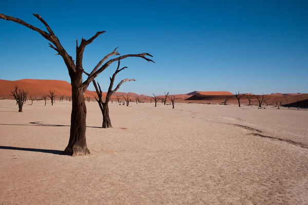 Dead vlei, o vale morto em sossusvlei, Namíbia — Fotografia de Stock