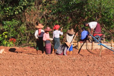 Kalaw dağlık bölgesi, Myanmar - 18 Kasım 2019: Kalaw ve Inle Gölü çevresindeki dağlık bölgelerde çalışan yerel çiftçiler, Myanmar.