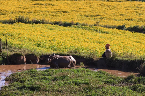 Kalaw dağlık, Myanmar - 18 Kasım 2019: Yerel çiftçi, Kalaw ve Inle Gölü çevresindeki dağlık bölgelerde ineklerinin sıcak güneşte serinlemasına izin verdi.