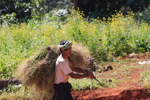 Kalaw dağlık bölgesi, Myanmar - 18 Kasım 2019: Kalaw ve Inle Gölü çevresindeki dağlık bölgelerde çalışan yerel çiftçiler, Myanmar.